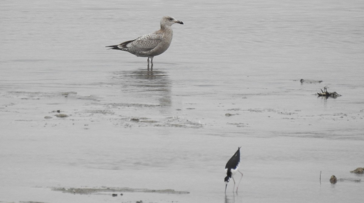 Herring Gull - Chris Dean