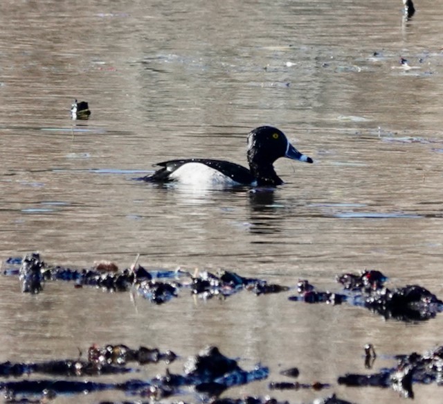 Ring-necked Duck - ML611194781