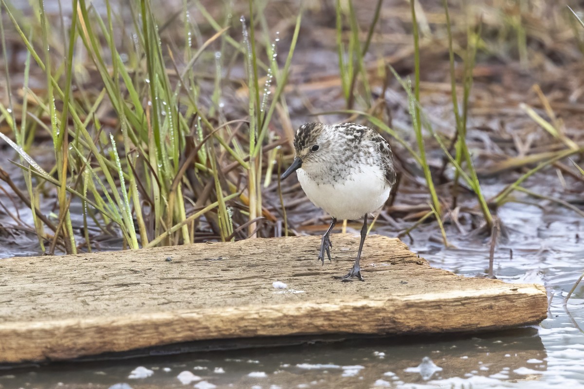 Semipalmated Sandpiper - ML611194841