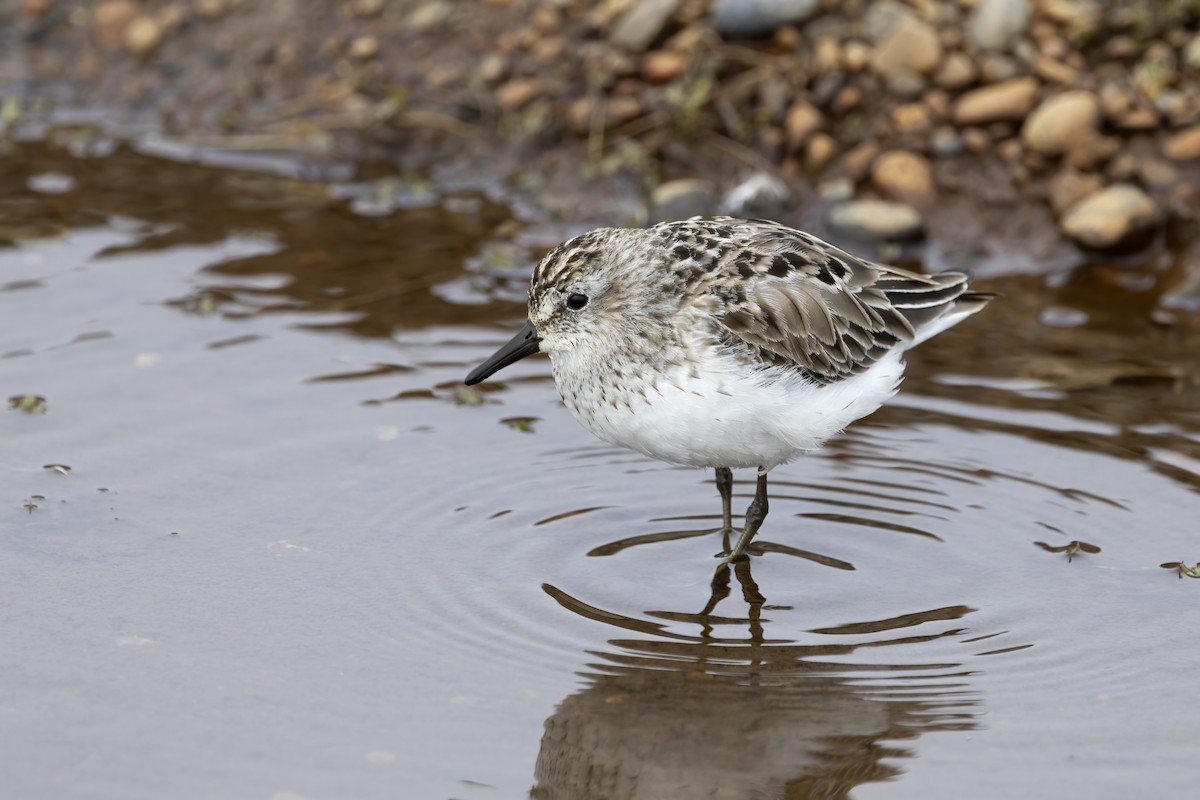 Semipalmated Sandpiper - Delfin Gonzalez