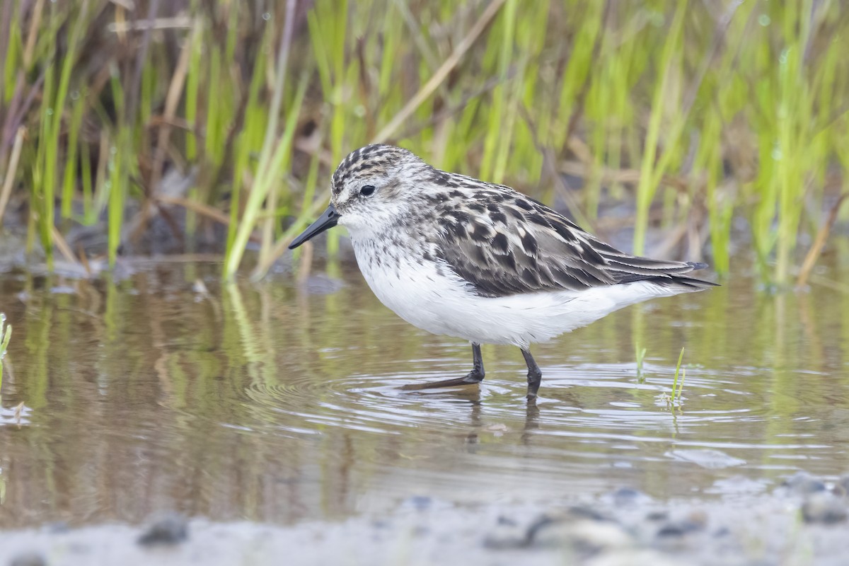 Semipalmated Sandpiper - Delfin Gonzalez