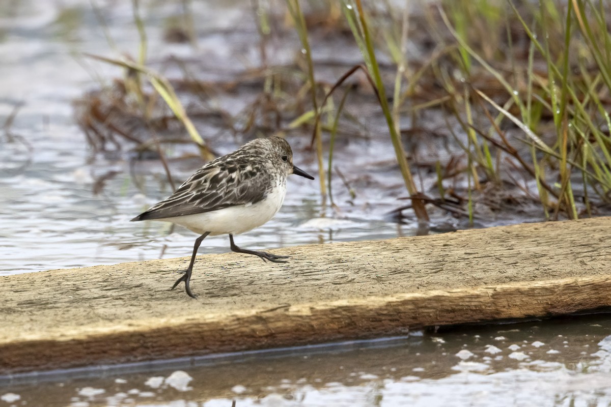 Semipalmated Sandpiper - Delfin Gonzalez