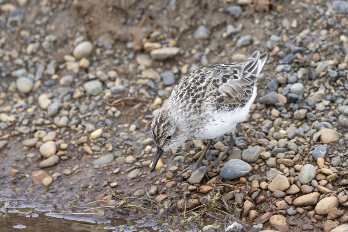 Semipalmated Sandpiper - ML611194850