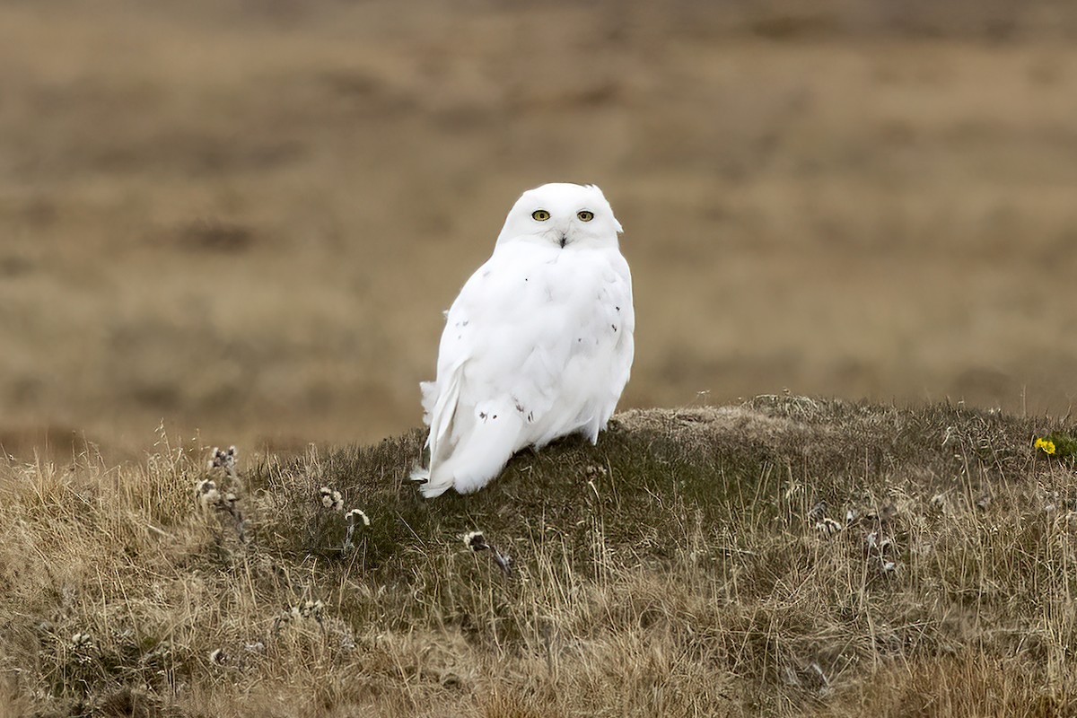 Snowy Owl - ML611194940