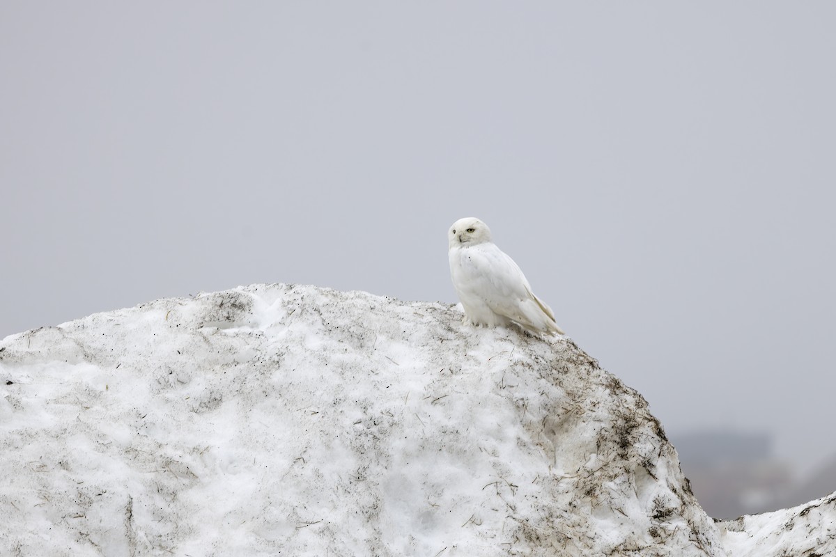 Snowy Owl - ML611194949