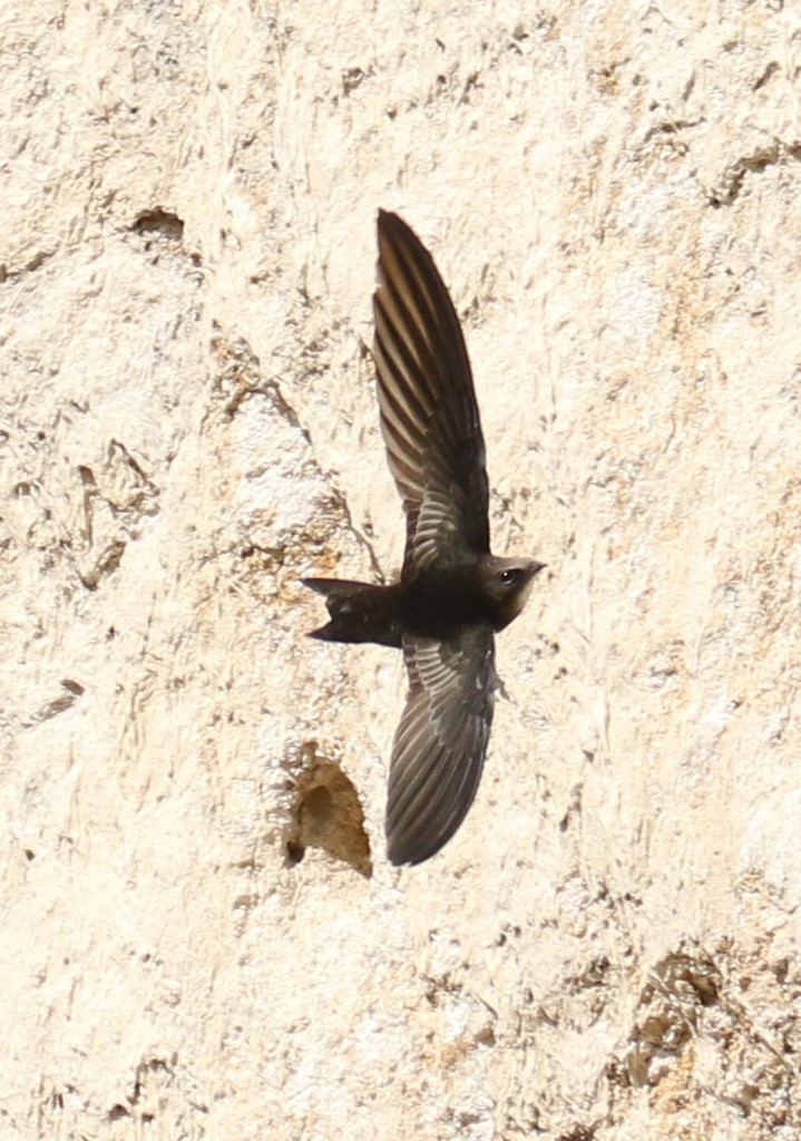 Malagasy Swift - Alain Pataud