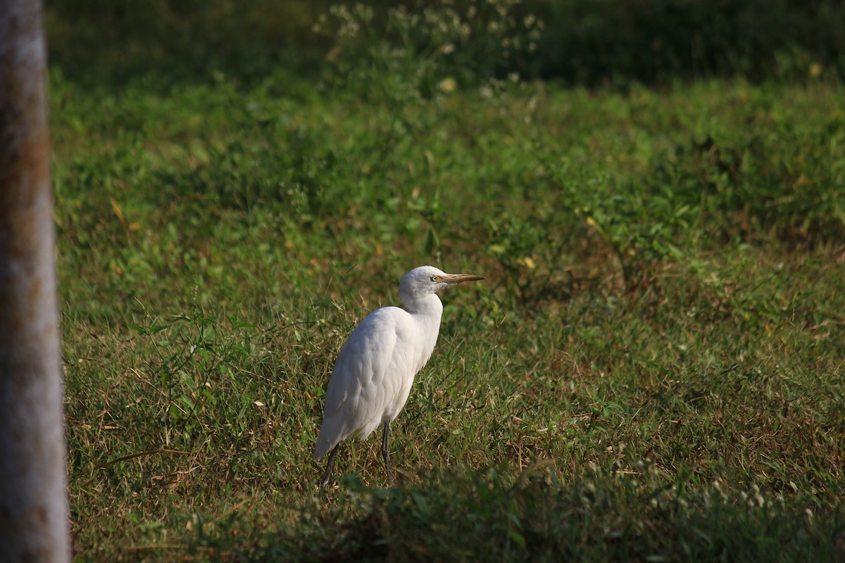 Eastern Cattle Egret - Subir Roy