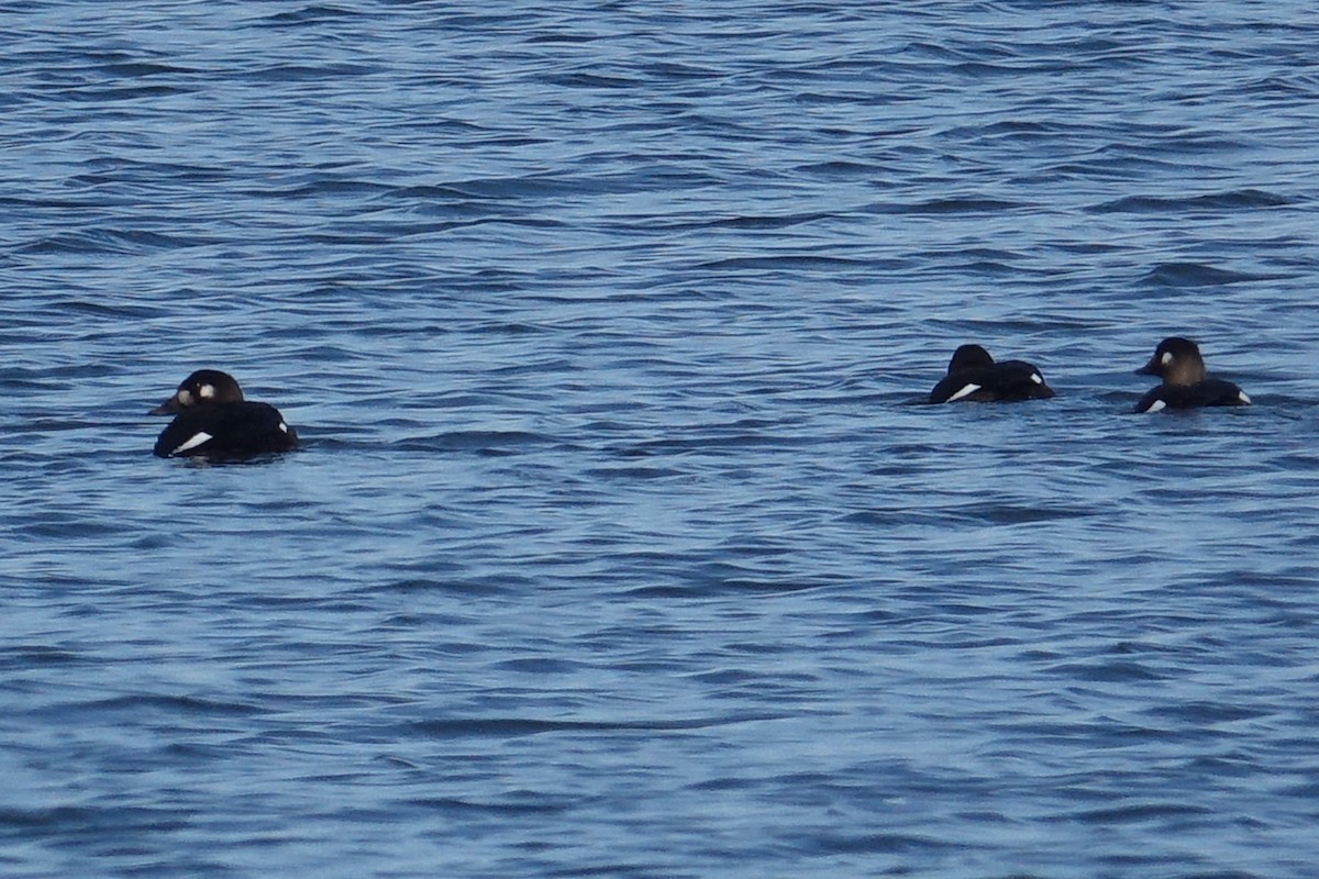 White-winged Scoter - ML611195069