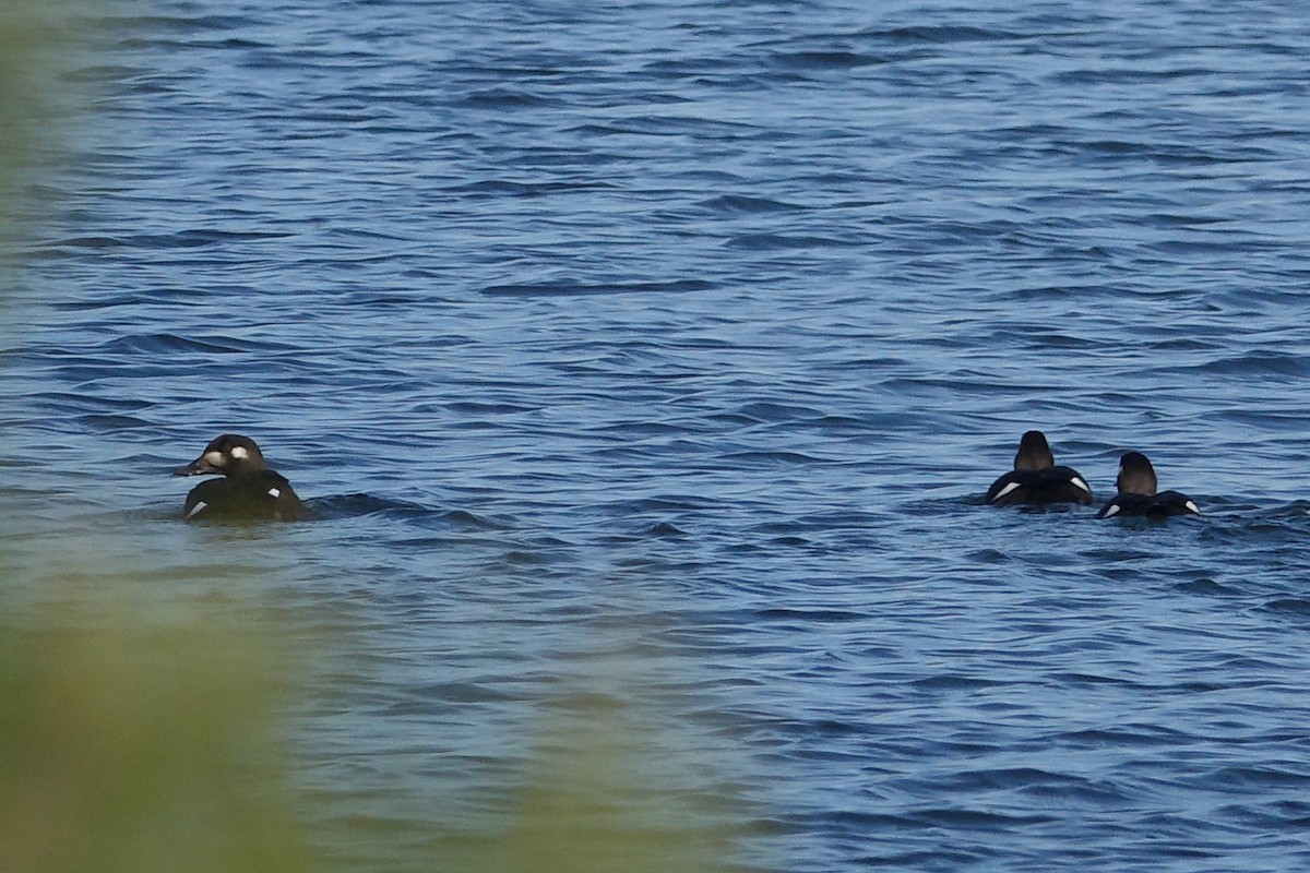 White-winged Scoter - ML611195070