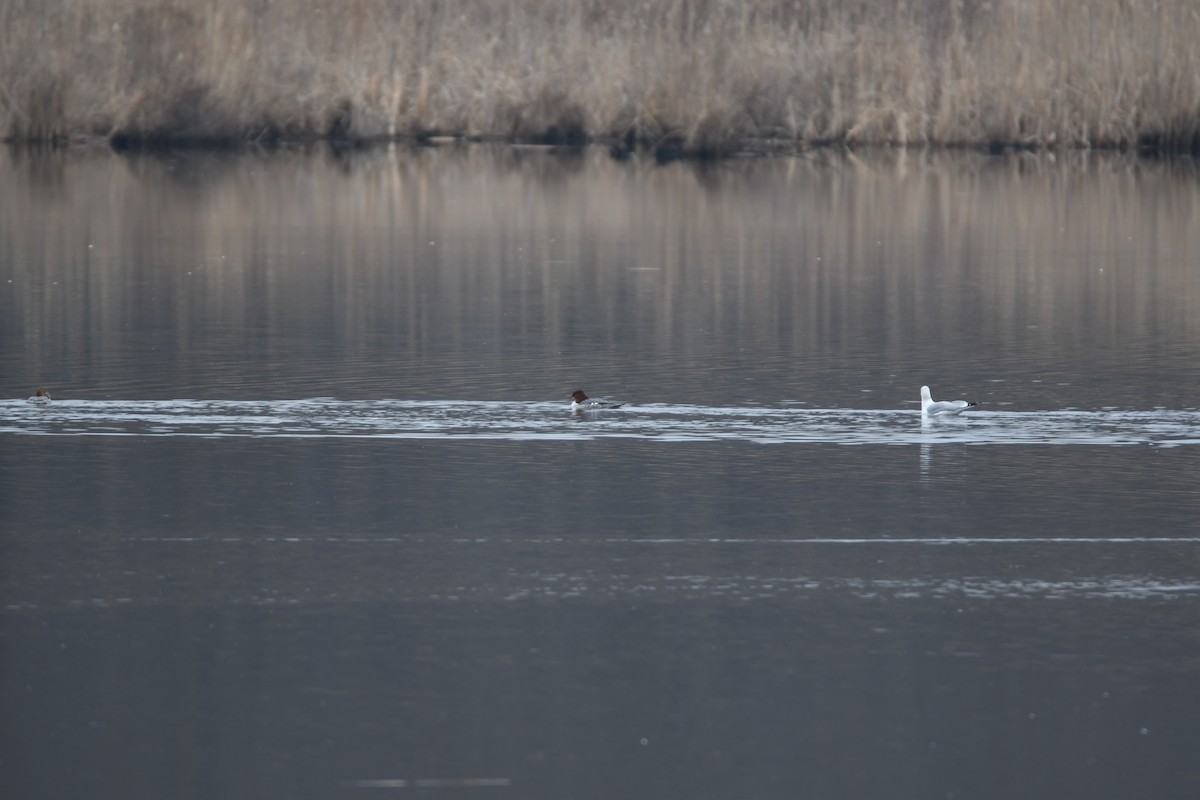 Common Merganser - ML611195086