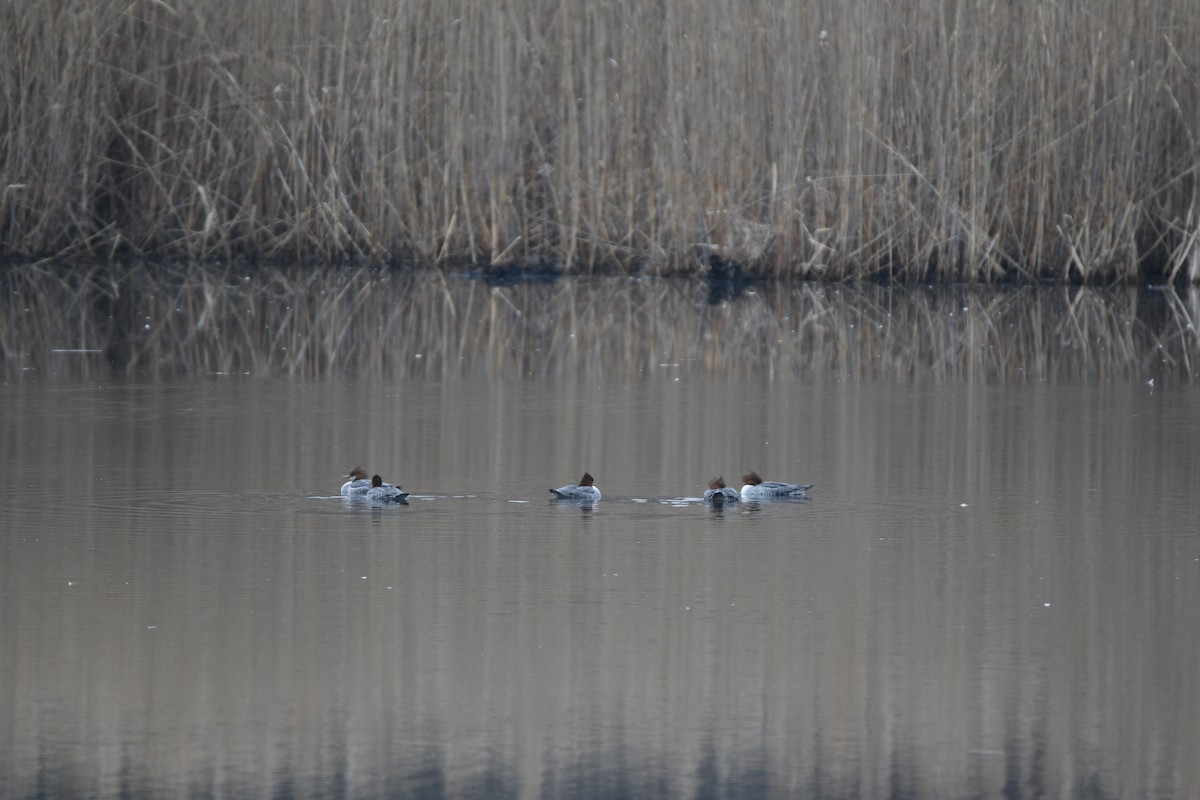 Common Merganser - ML611195087