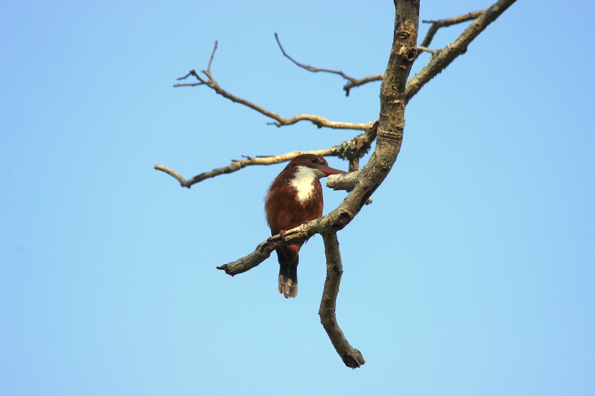 White-throated Kingfisher - ML611195096