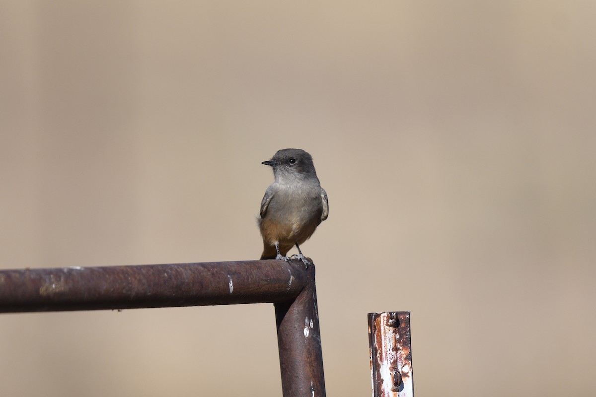 Say's Phoebe - ML611195135