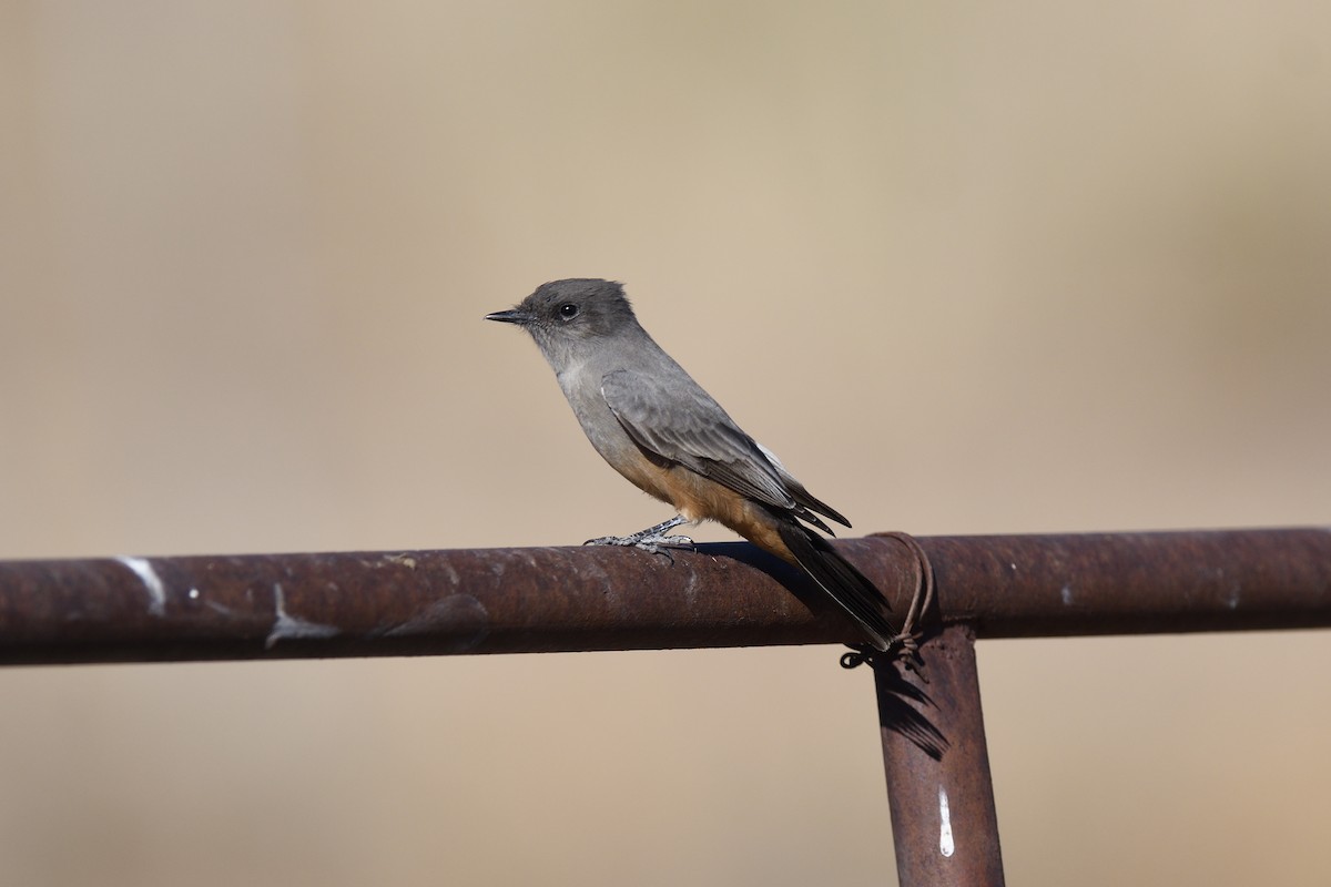 Say's Phoebe - ML611195138