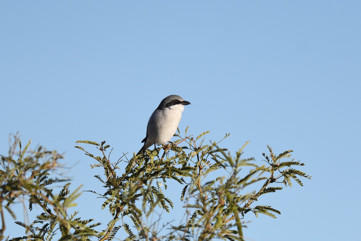 Loggerhead Shrike - ML611195148