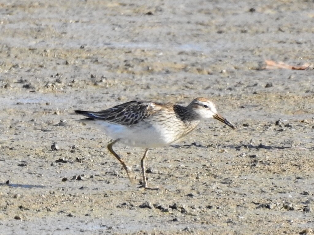 Pectoral Sandpiper - ML611195207