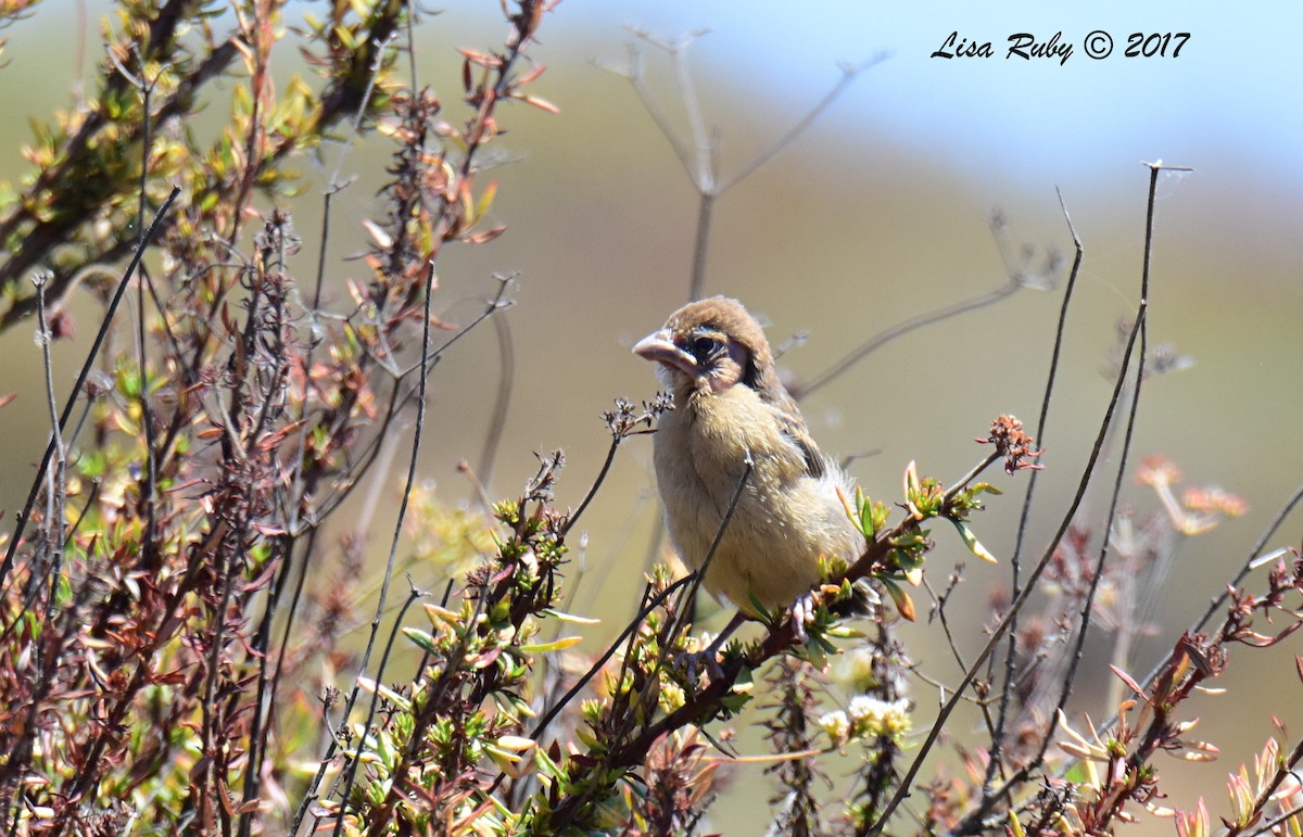 Blue Grosbeak - Lisa Ruby