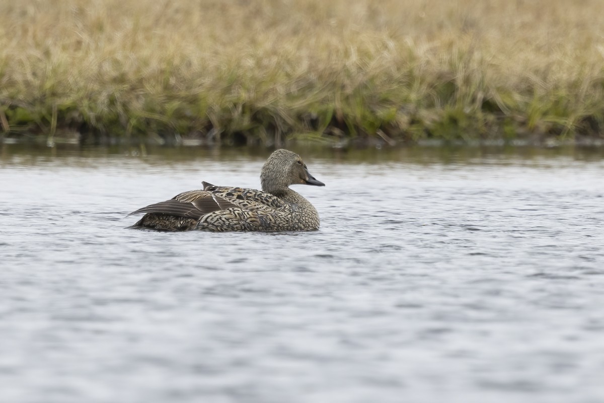 King Eider - ML611195238