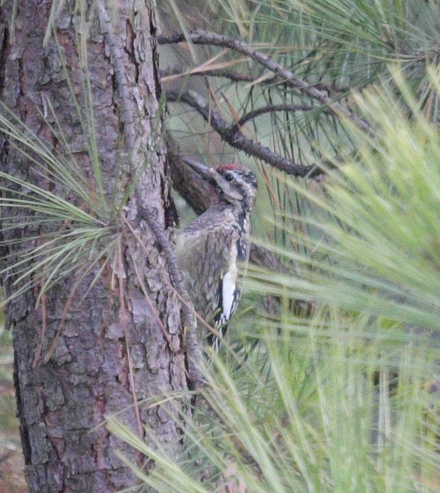 Yellow-bellied Sapsucker - ML611195269