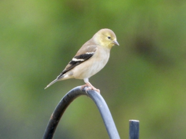 American Goldfinch - ML611195275