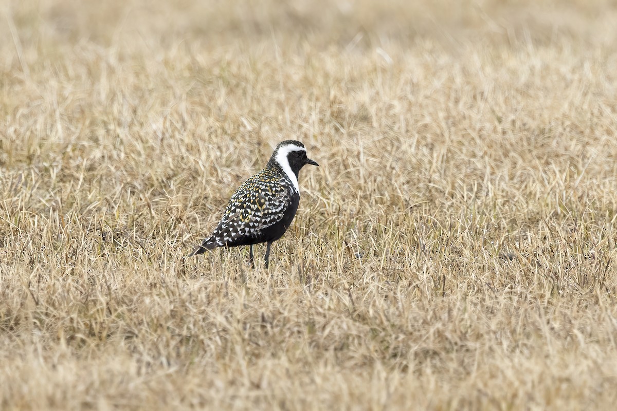 American Golden-Plover - ML611195283