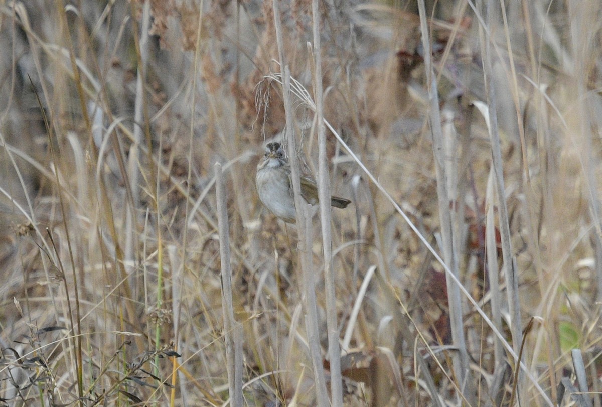 Swamp Sparrow - ML611195287