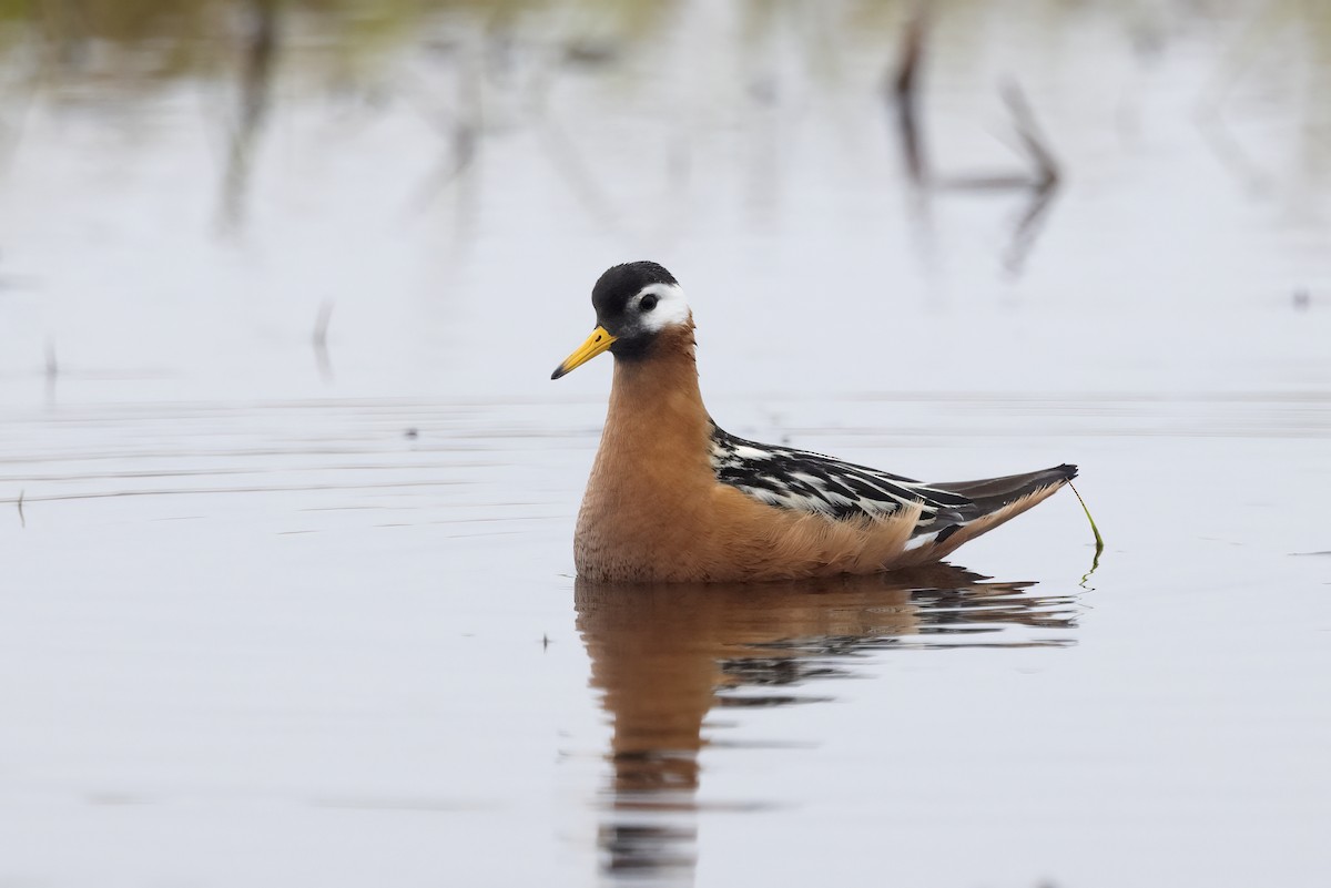 Phalarope à bec large - ML611195300