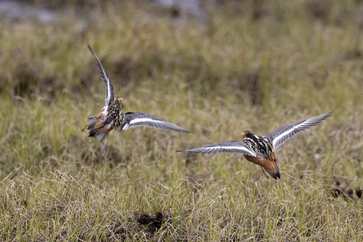 polarsvømmesnipe - ML611195304