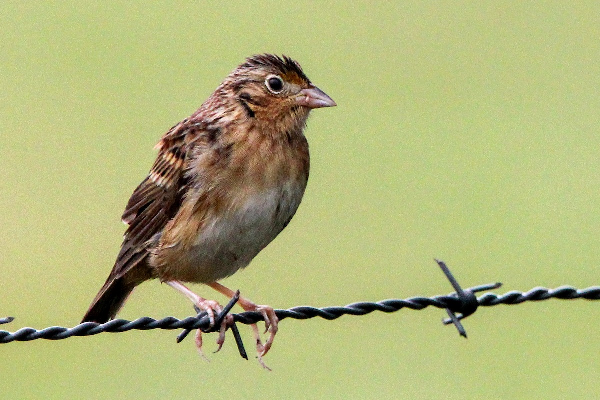 Grasshopper Sparrow - Alex Marine