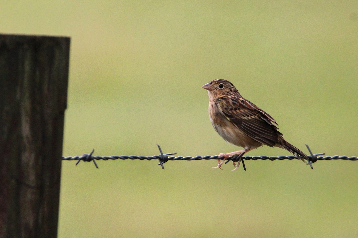 Grasshopper Sparrow - ML611195320