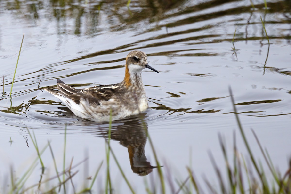 Red-necked Phalarope - ML611195330