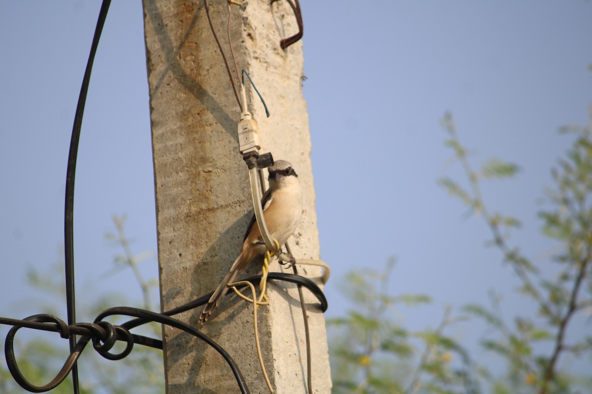 Long-tailed Shrike - ML611195344