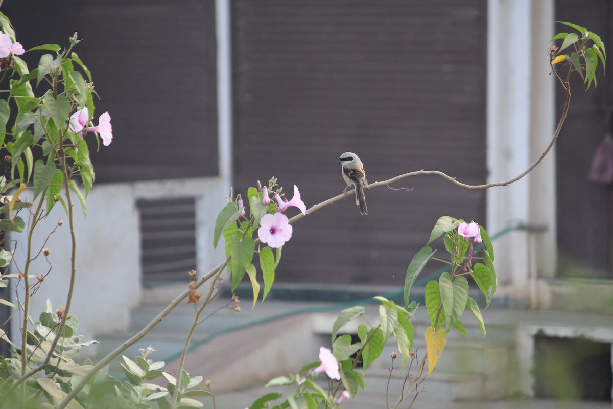 Long-tailed Shrike - ML611195345