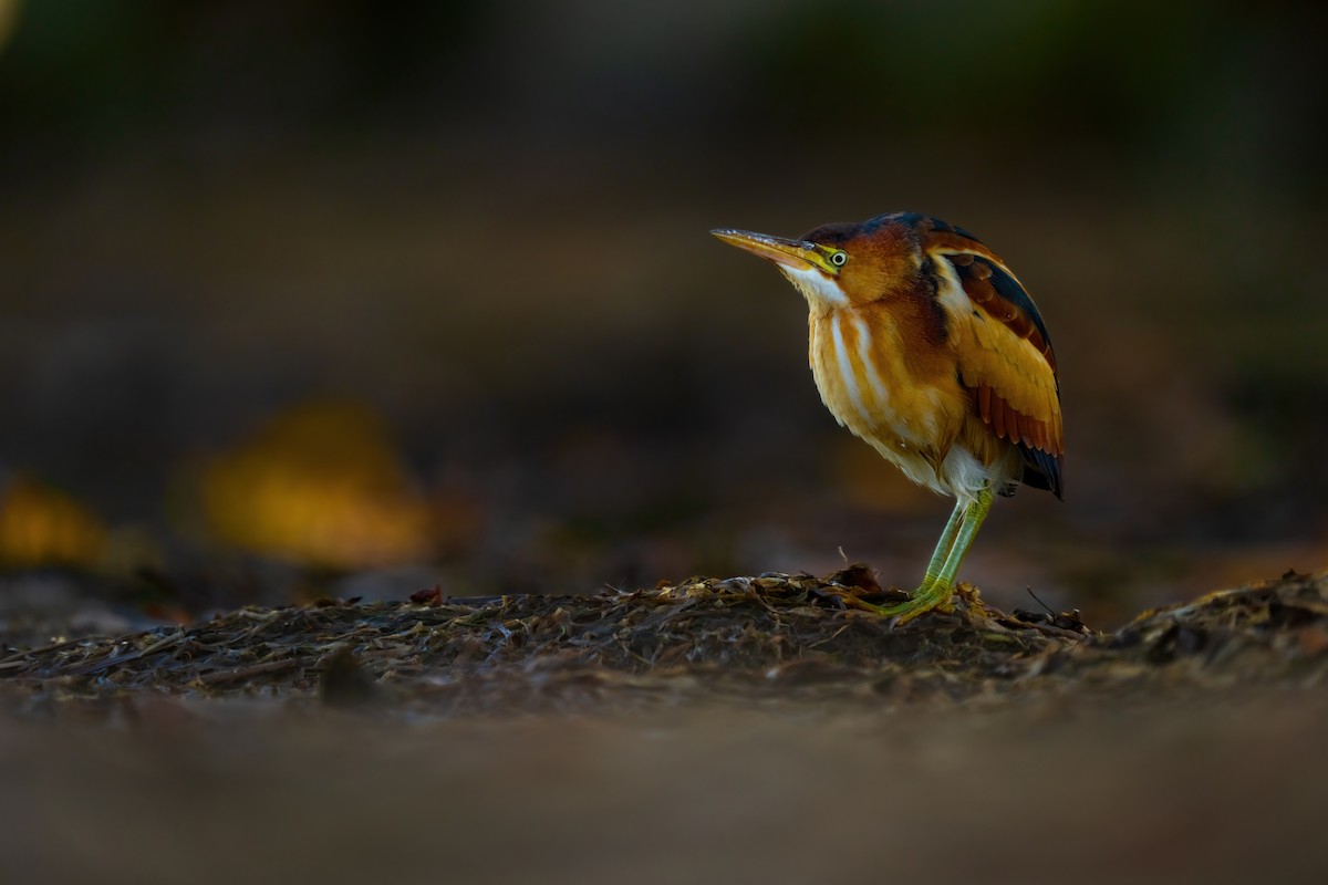 Least Bittern - ML611195500