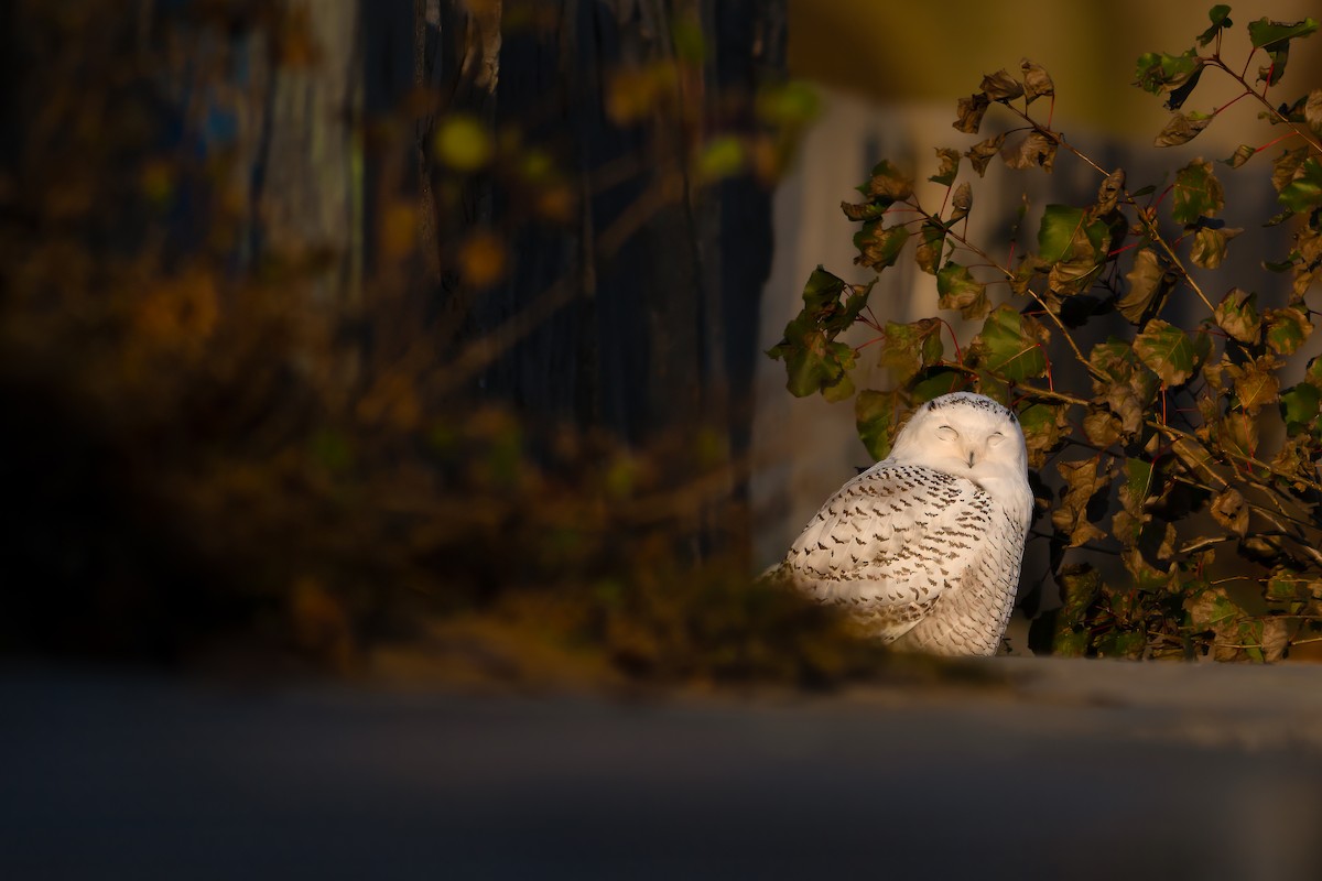 Snowy Owl - ML611195581