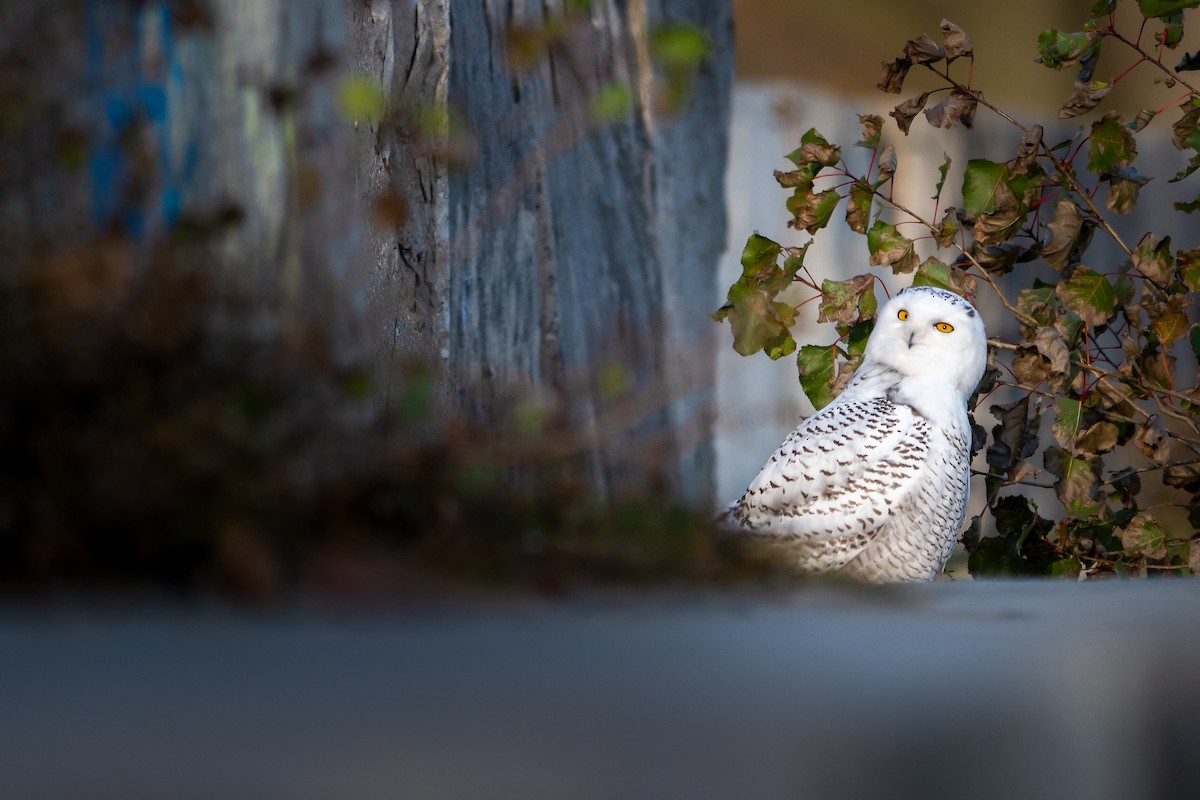 Snowy Owl - ML611195583