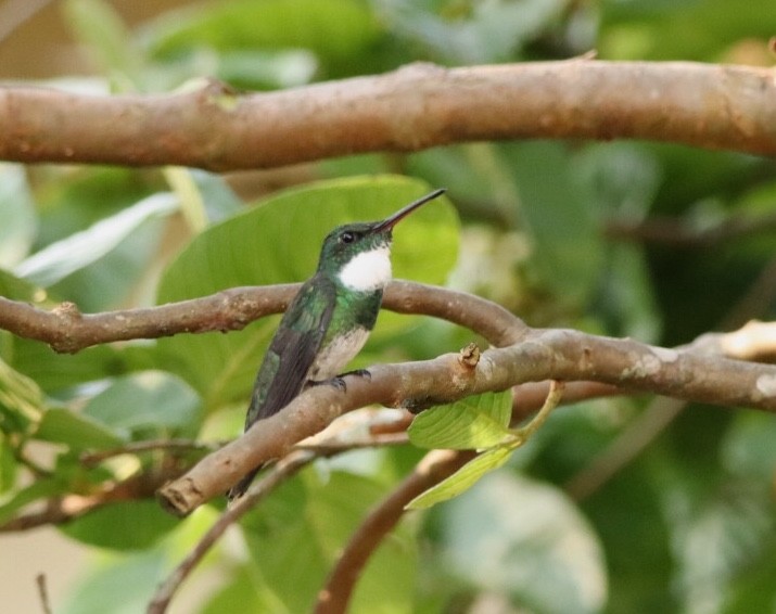 Colibri à gorge blanche - ML611195595