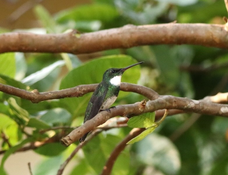 White-throated Hummingbird - ML611195597