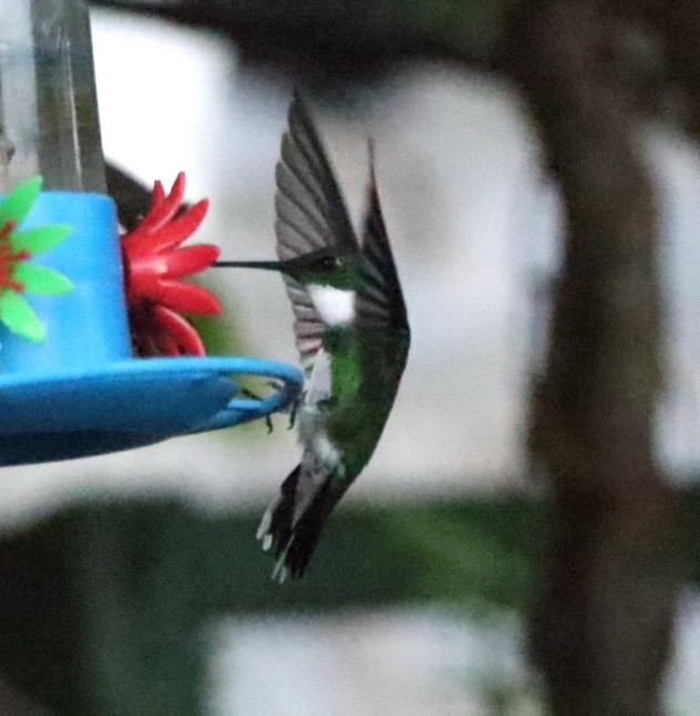 White-throated Hummingbird - ML611195598