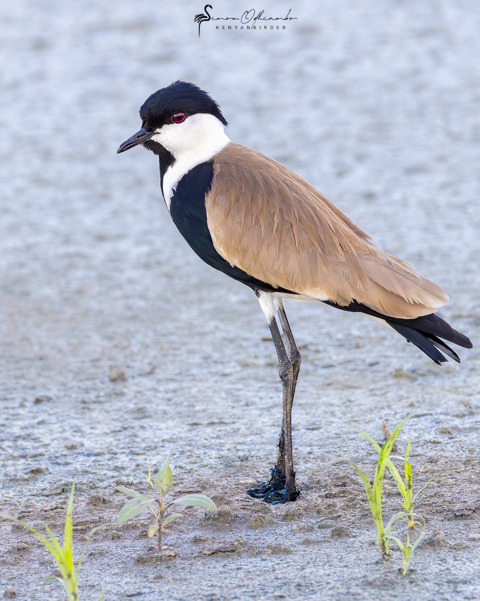 Spur-winged Lapwing - ML611195619