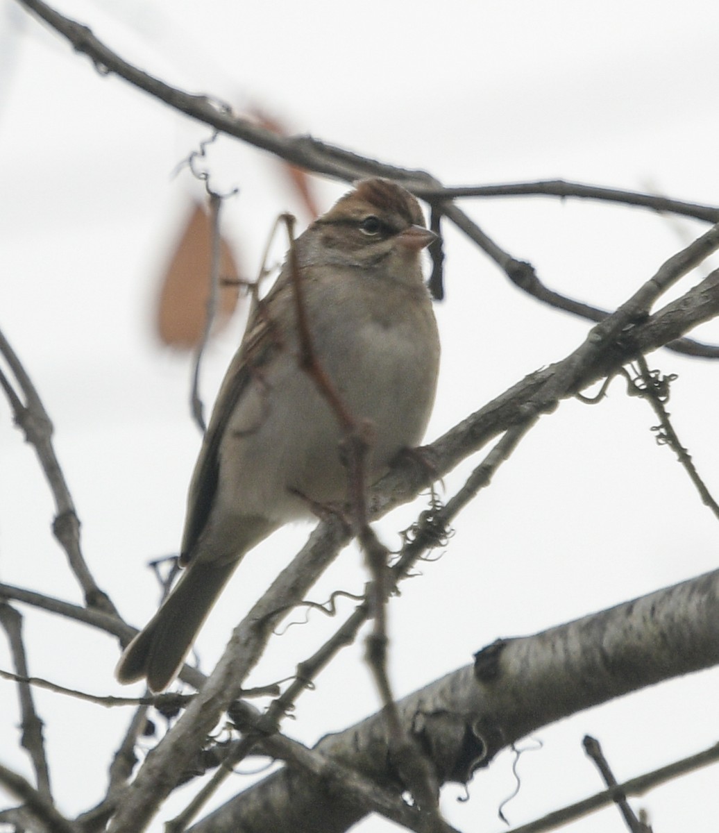 Chipping Sparrow - ML611195624
