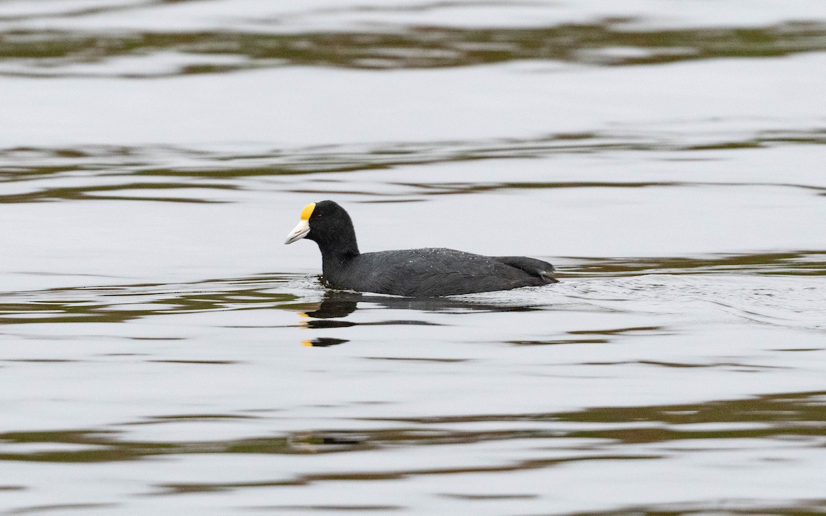 Slate-colored Coot - ML611195643