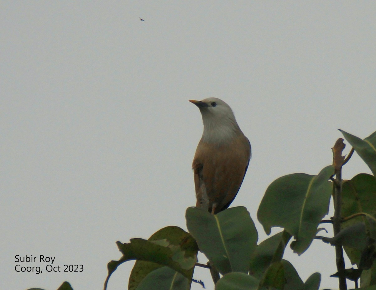 Chestnut-tailed/Malabar Starling - Subir Roy