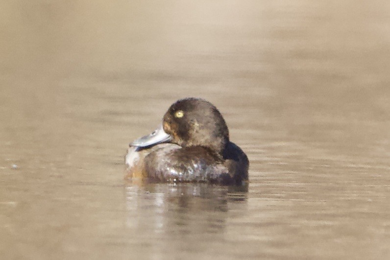 Greater Scaup - ML611195708