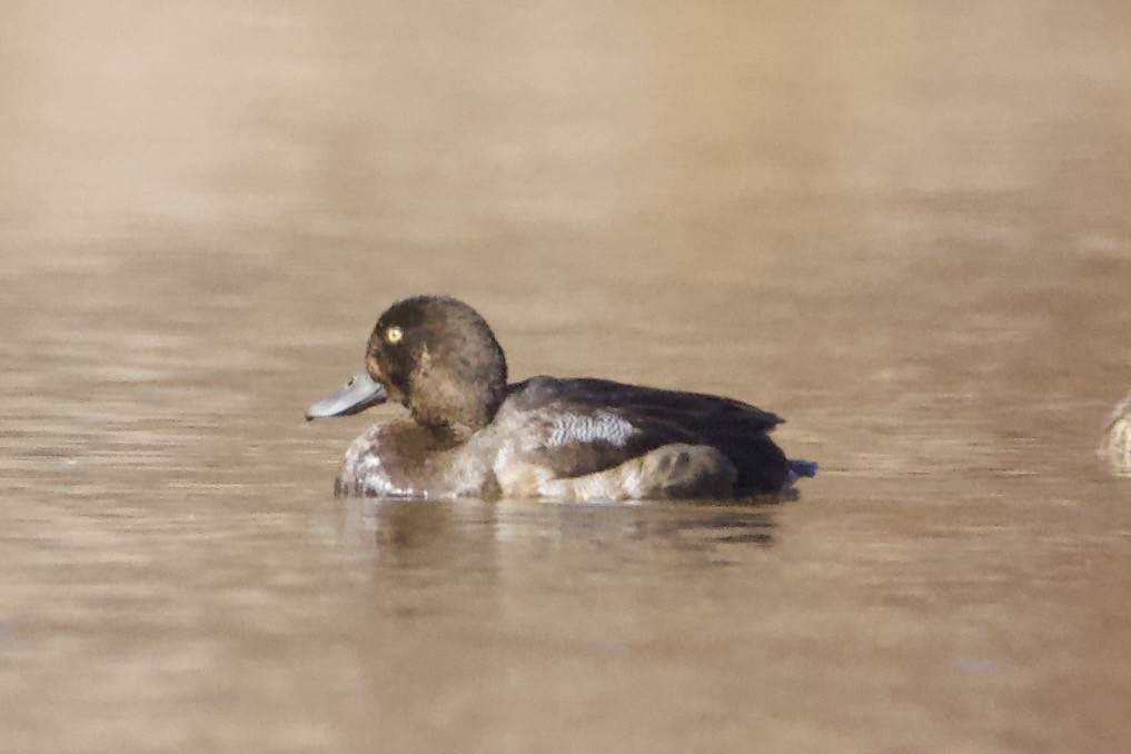 Greater Scaup - ML611195709