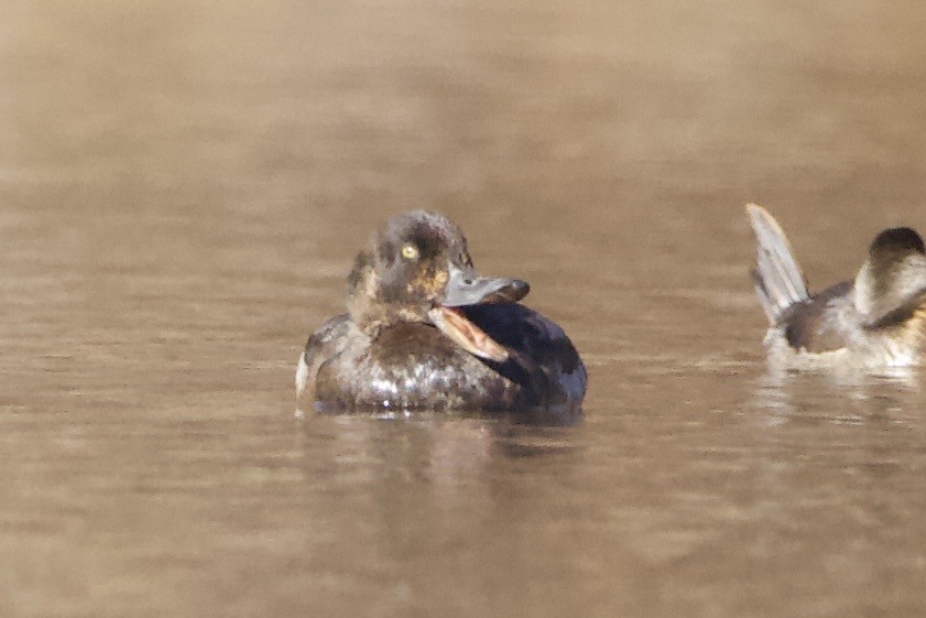 Greater Scaup - ML611195710