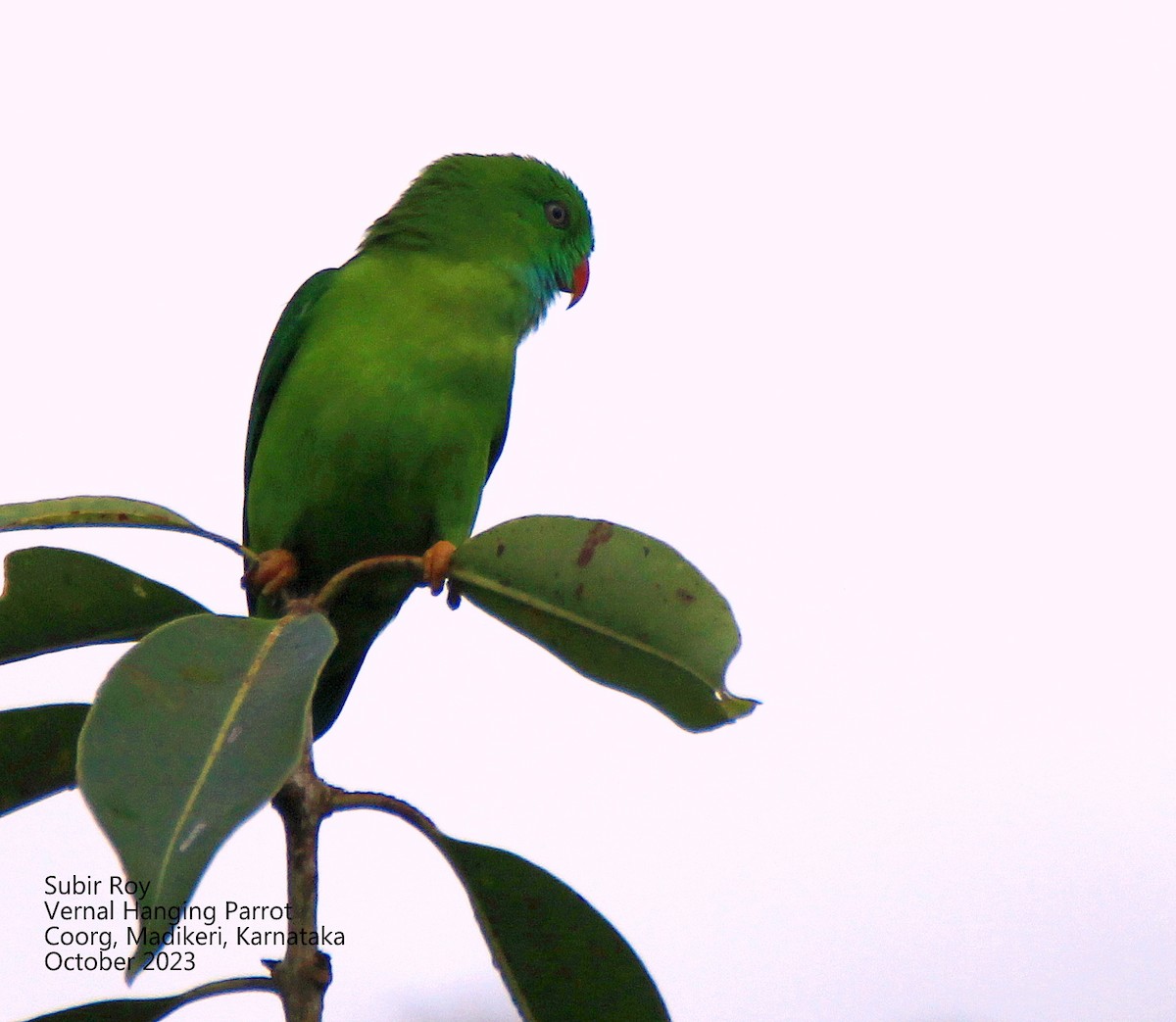 Vernal Hanging-Parrot - Subir Roy