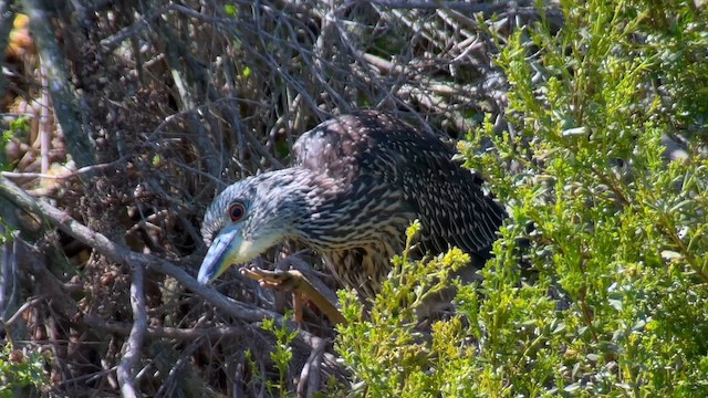 Yellow-crowned Night Heron - ML611195758