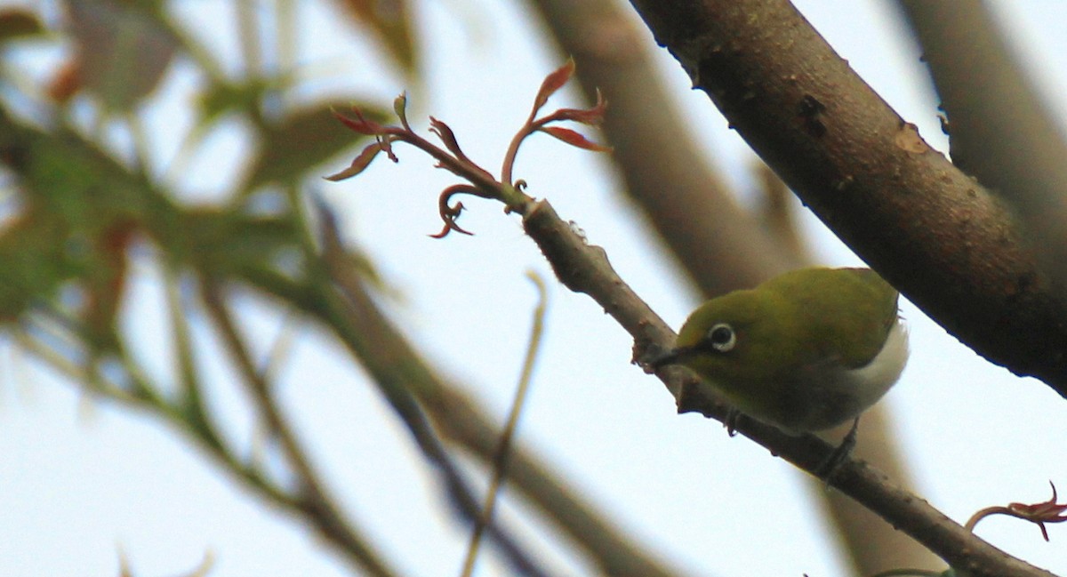 Indian White-eye - Subir Roy