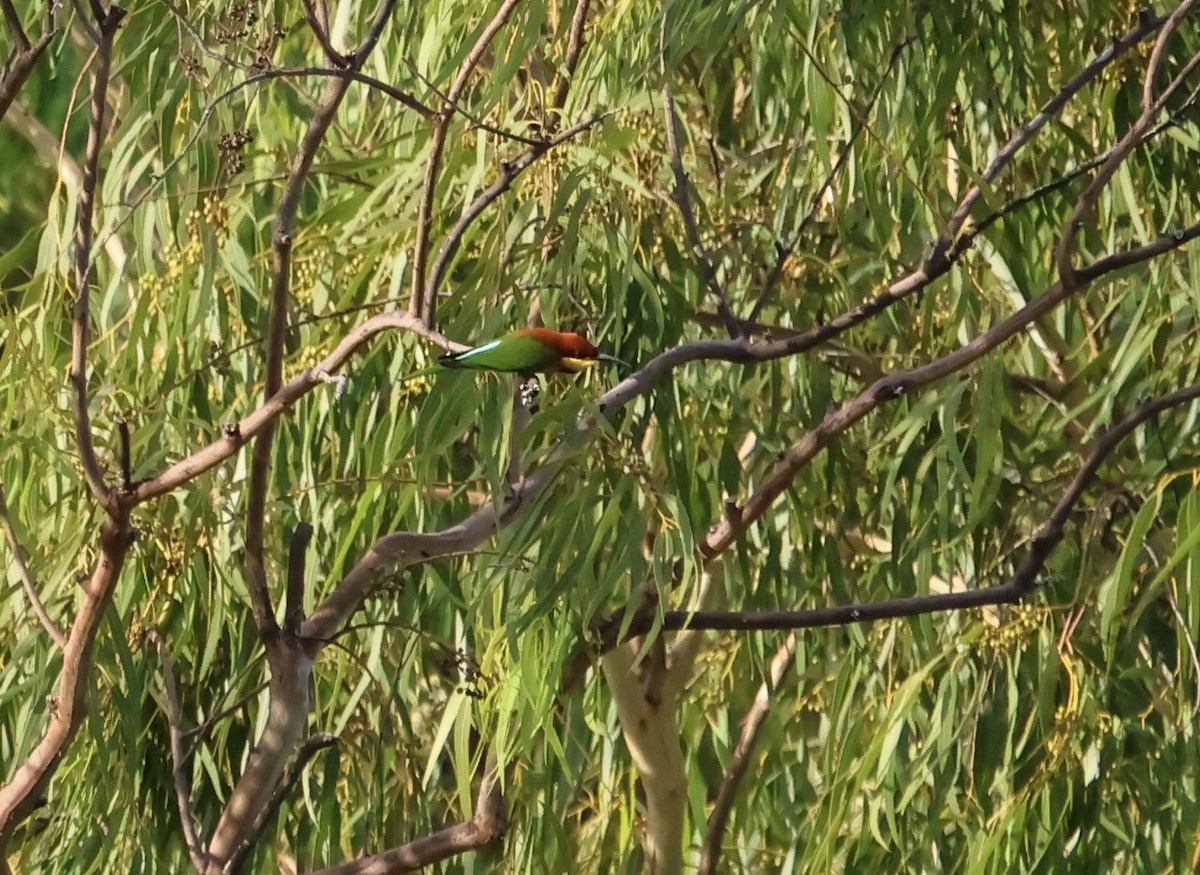 Chestnut-headed Bee-eater - ML611195783
